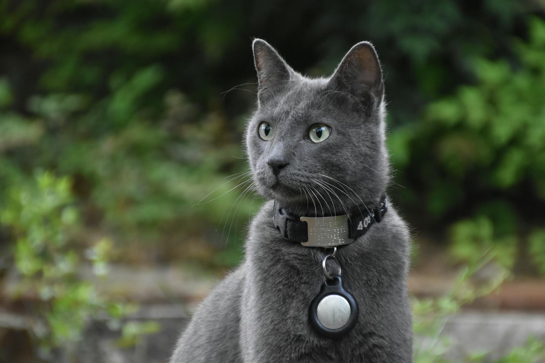 How Can I Track My Cat Without a Collar? 7 Proven Methods