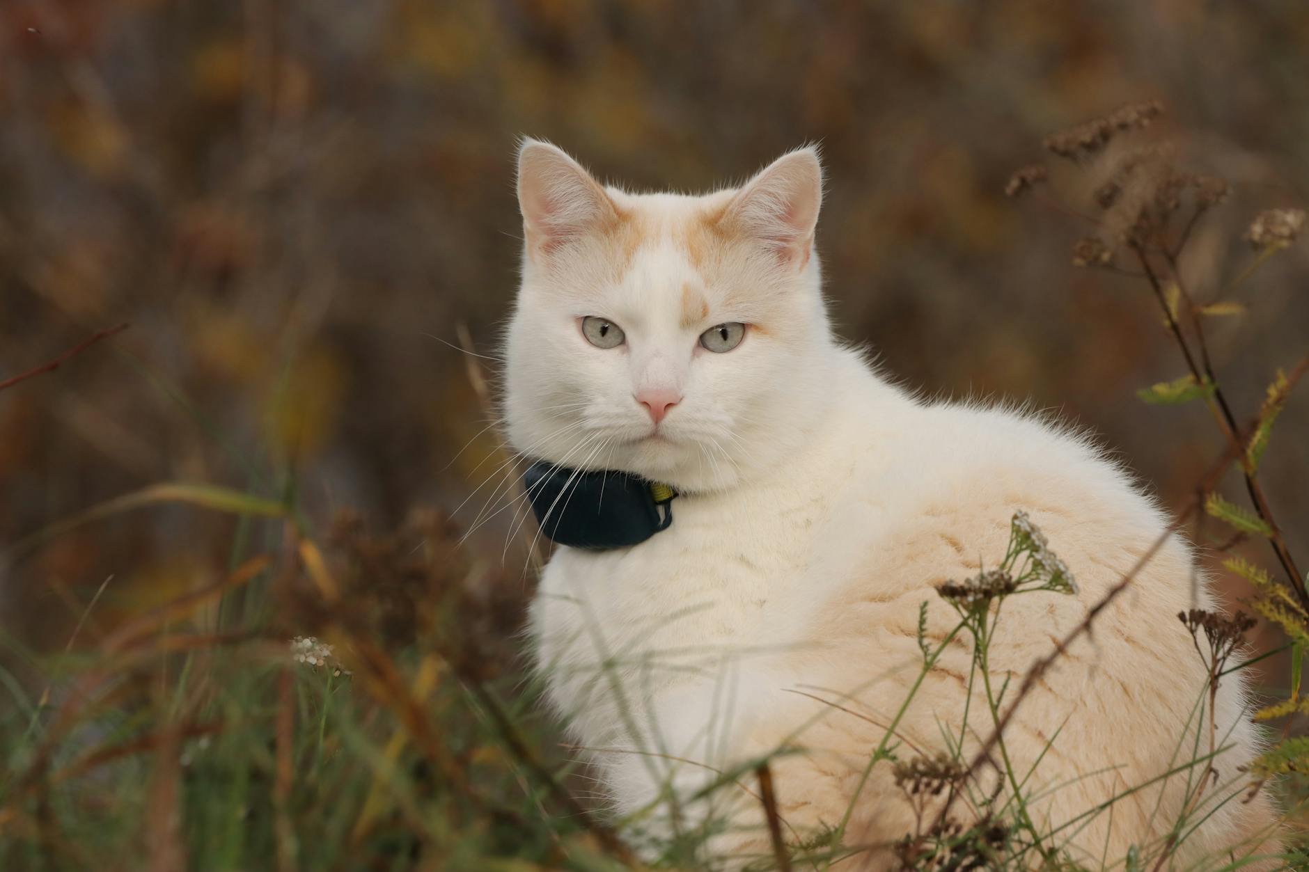 Cat GPS Tracker No Subscription UK: 5 Best Options 2024